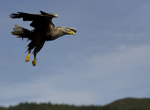 White tailed Eagle, Isle of Mull