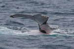 Two whales. 0A3A0599