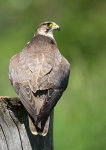 Saker Falcon