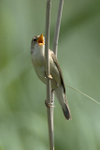 Marsh Warbler singing at Otmoor