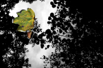 Flower  _FL_023