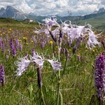 Fringed pink (Dianthus superbus ssp alpestris) growing with fragrant orchids (Gymnadenia conopsea) on the Alpi di Suisi