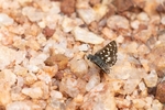 Grizzled Skipper