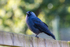 Eurasian Jackdaw - DSC_5450
