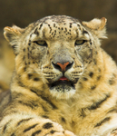 Snow Leopard