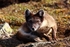 Arctic Fox 3241