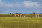 Kiang in the Chang Tang, Tibet