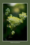 Thalictrum flavum