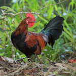Red Junglefowl (male), Opaekaa Falls, Kauai