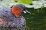 Little Grebe