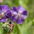 Dusky cranesbill (Geranium phaeum) 