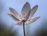 Wood anenome