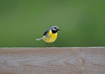 Grey Wagtail