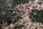 Bracken