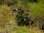 Red Kite