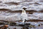 Black-headed Gull - DSC_5940