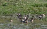 otters