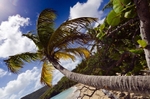 A long palm tree at Spring Bay, Bequia