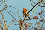 Robin