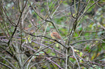 Cirl Bunting