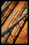 Wood and Needles