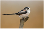 Long Tailed Tit 