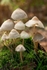 Fungi on a Tree Stump 2