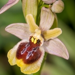 Ophrys x etrusca - Hybrid Orchid: Early spider x Sawfly orchid (Ophrys sphegodes x O. tenthredinifera