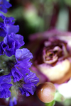 Flowers Set 12 - 11