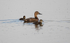 Ferruginous Duck,