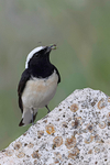 Pied Wheatear  (m)