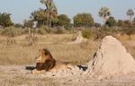 Okavango Male Lion in environment