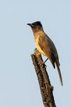 Yellow-vented Bulbul