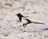 Magpie