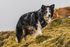 Coledale-1280