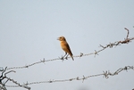 Whinchat