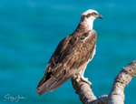 Osprey Perched 1
