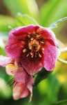Helleborus x hybridus - 