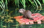 Slimbridge-6