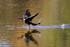 Anhinga landing on water, Venice Rookery, Florida