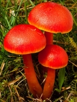Scarlet Waxcap (01)