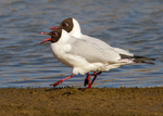 Black-headed Gull 1