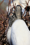 Sleepy Wood Stork, Wakodahatchee Wetlands, Florida
