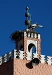 Sacred Nesting