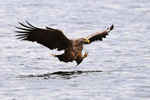 White-tailed Eagle, talons extended, about to grab fish bait