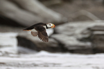 Horned Puffin flying over rocky shore, Duck Island, Alaska