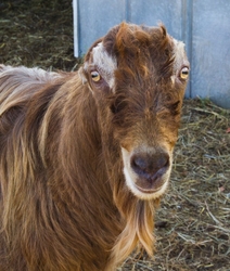 AnimalsCreatures _0020