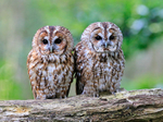 Tawny Owl portfolio