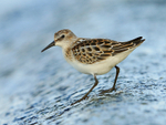 Little Stint on the causeway at Farmoor Reservoir