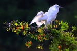 Little egretCounty Louth